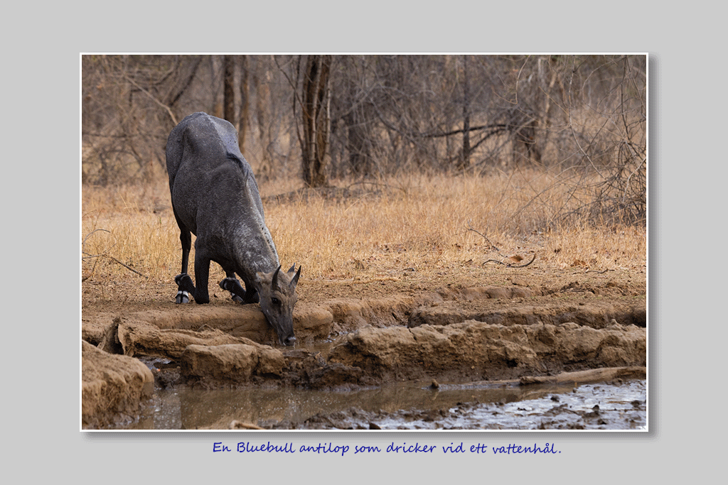 Bluebull, Nilgai tjur